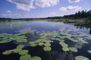 Cass Lake Lillies